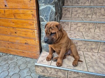 ▶️ SHAR-PEI - 3