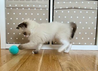Mačiatko ragdoll - 3