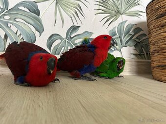 Eclectus - eklektus - 3