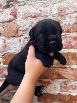 Cane Corso s rodokmeňom FCI - 3