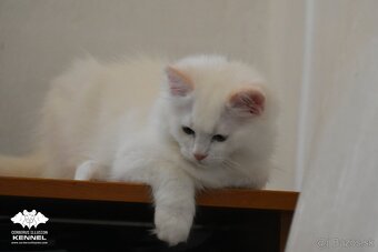 Ragdoll s PP - 3