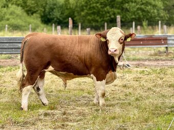 Plemenný býk Mäsový simentál PREDANÝ - 3