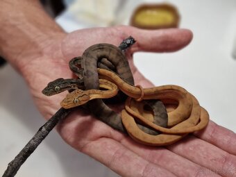 Corallus Hortulanus - 3