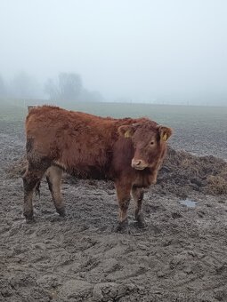 Jalovice Limousine - 3