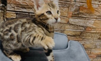 Bengalska mačka s PP - 3