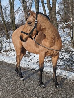 Žrebná kobyla AQH - 3