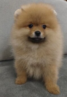 Pomeranian - 3