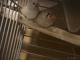 Súrne predám zebricky - 3