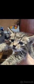 Darujem mačiatka - 3