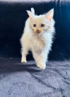 Mainska Mývalia, Maine Coon - 3