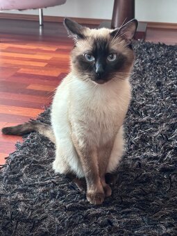 Siamsky kocur-krytie - 3