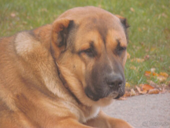 Stredoázijský ovčiak- krytie - 3