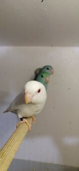 FORPUS - Papagaj sedokridly - 3