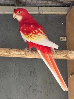 Kúpim rozeli pestré - 3