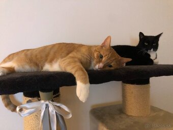 Hľadáme nový domov - 3