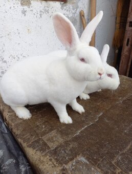 Králiky Rexi - 3