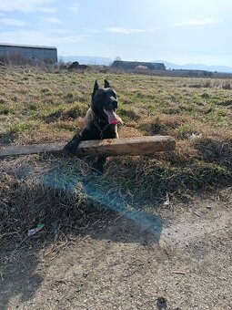 Belgický ovčiak - 3