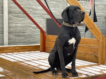 Nemecká doga čierna - KRYTIE - 3