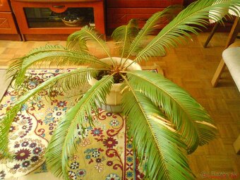 Palma v kvetináči - 3