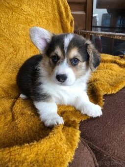 Welsh corgi pembroke s PP - 3
