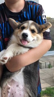 Welsh corgi pembroke s PP - 3