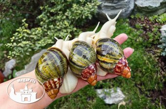 Africké slimáky Archachatina rhodostome / Achatina Snails - 3