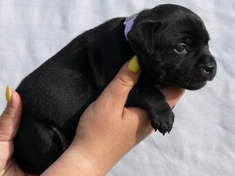 Stafordšírský bulteriér (Staffordshire Bull Terrier) - 3