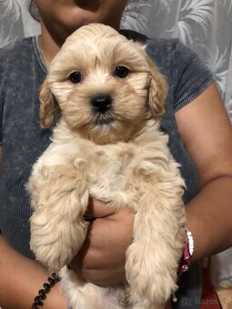 Mini maltipoo - 3