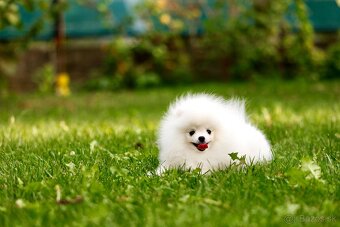 Pomeranian - 3