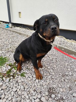 Rotvajler predám - 3