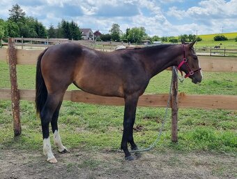 SLEVA, All around klisna APH (VS CodeRed) - 3