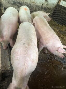 Predám kŕmniky v bio kvalite - 3