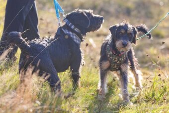 Darujem malú strapatú sučku Ariel - mix jazvečík, bradáč - 3