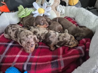 Jazvečik trpasliči - 3