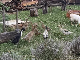 Indicke bezce na predaj - 3