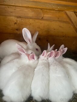 Predám králiky Hyla - 3