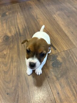 Jack Russel Terrier - JRT - 3