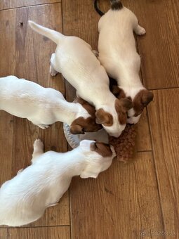 Jack Russel Terrier - JRT - 3