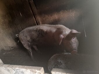 Dobri deň - 3