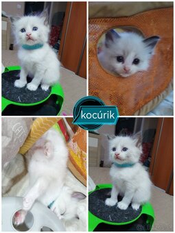Ragdoll mačiatká - 3