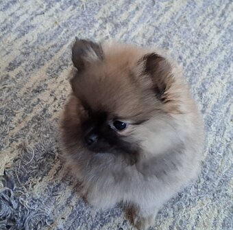 Pomeranian - 3