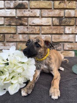 Whippet, Vipet s PP - 3