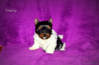 Biewer-yorkshirsky teriér s pp - 3