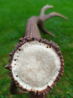 Trofej trofeje parohy parožie zhody.. - 3