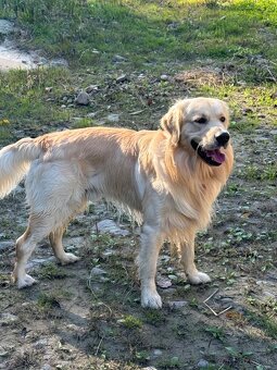 Zlaty retriver - 3
