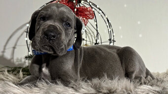 Německá doga modrá s PP - 1 měsíc - 3