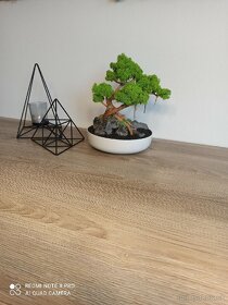 Stabilizovaný bonsai - 3