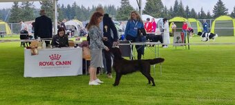 Flat coated retriever Vrh "A" - 3
