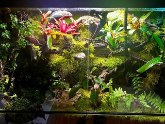 Terarium - 3