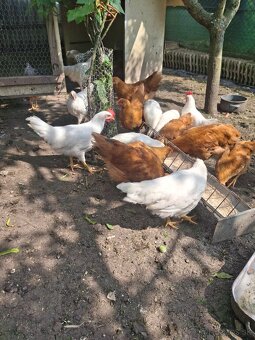 Kohút leghorn hempsir - 3